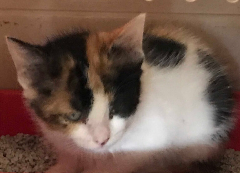 multimedia-foto53641-125-1