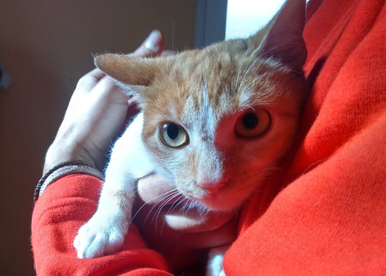 multimedia-foto53646-820-1