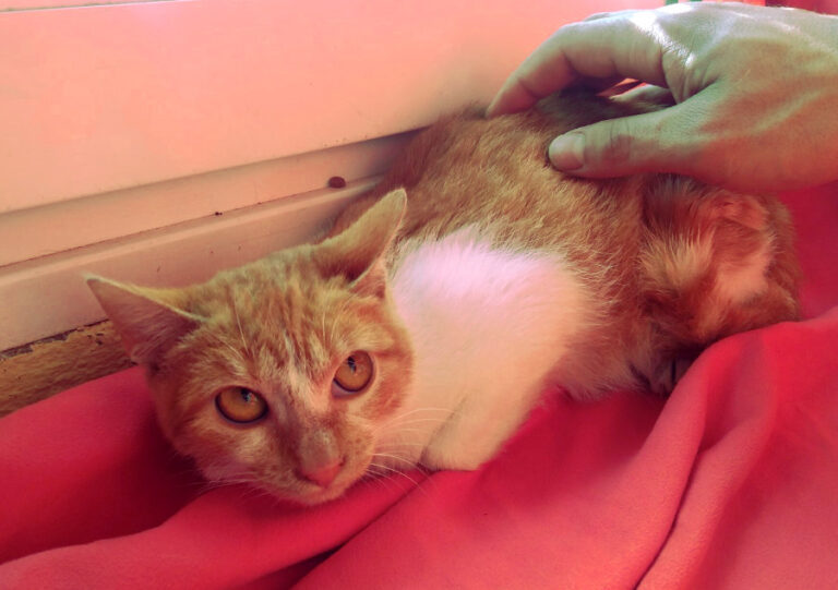 multimedia-foto53647-820-1