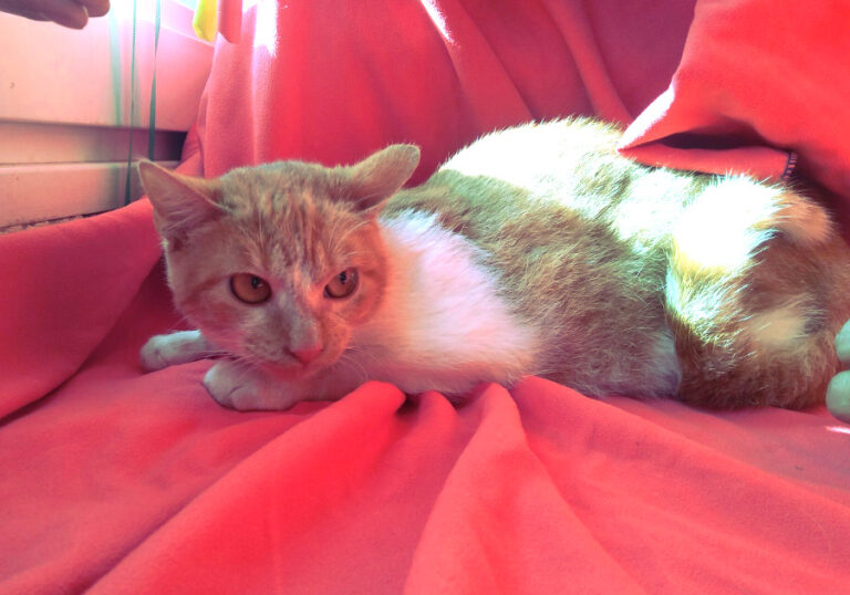 multimedia-foto53648-821-1