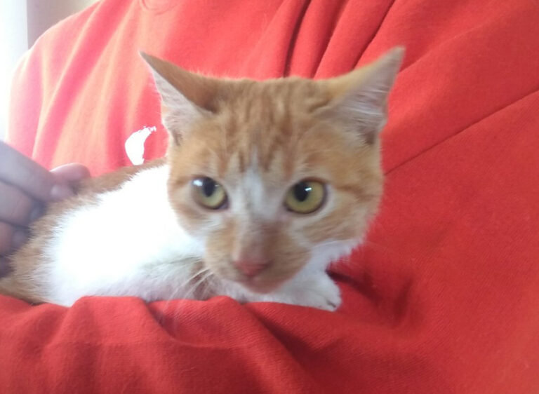 multimedia-foto53649-821-1