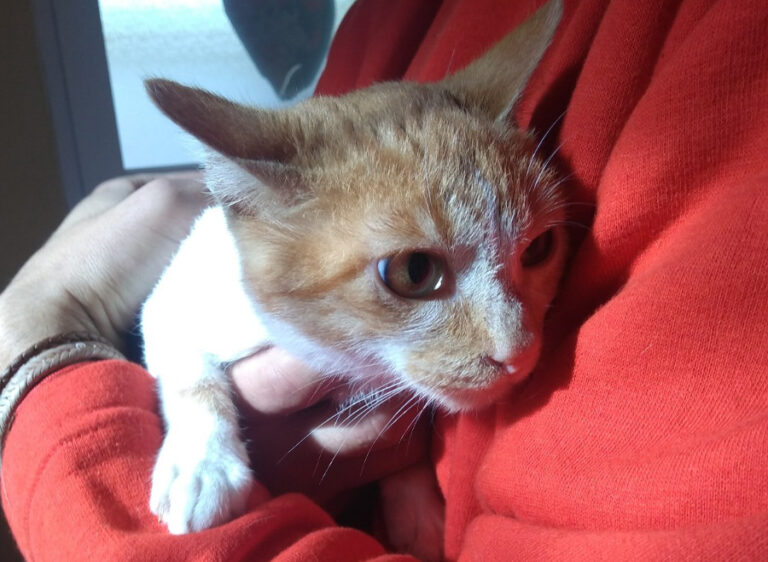 multimedia-foto53650-821-1