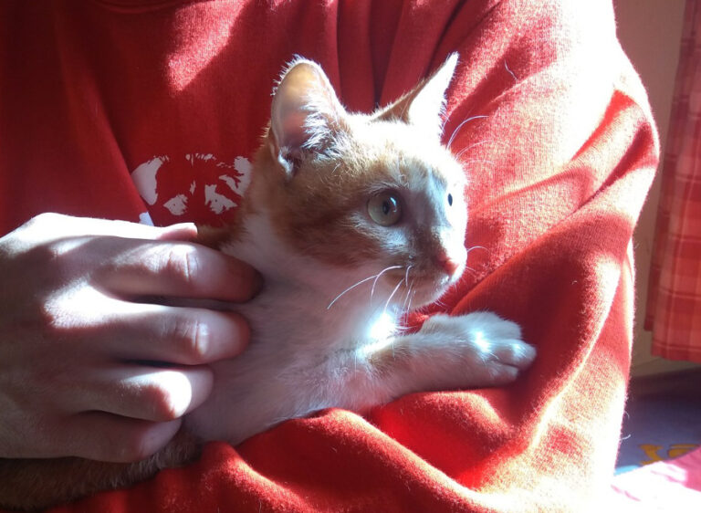 multimedia-foto53651-821-1