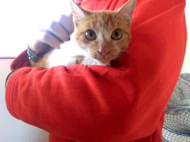 multimedia-foto53652-822-1