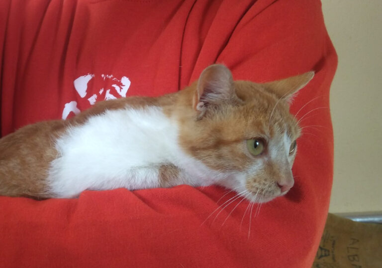 multimedia-foto53654-847-1