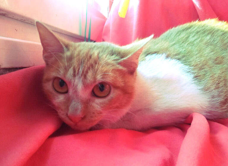 multimedia-foto53655-848-1