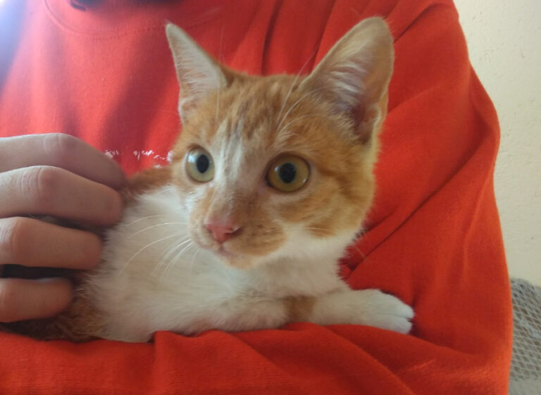 multimedia-foto53656-848-1