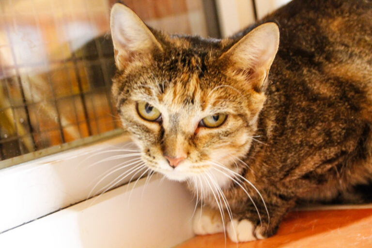 multimedia-foto53731-996-1