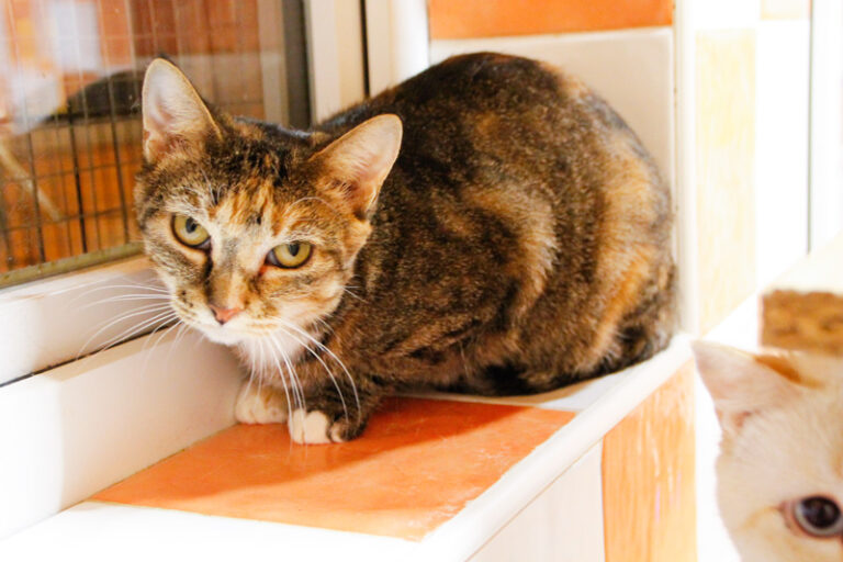 multimedia-foto53732-996-1