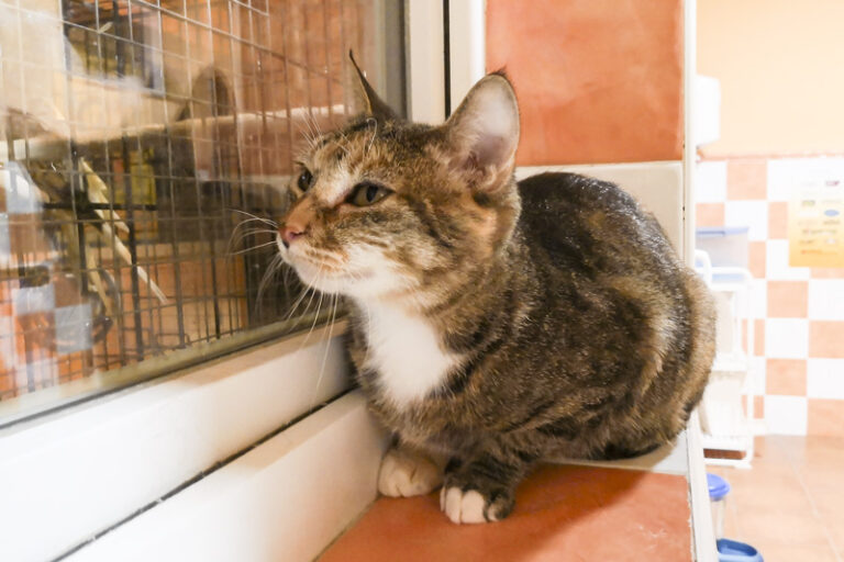 multimedia-foto53733-996-1