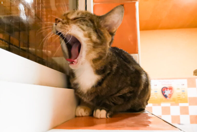 multimedia-foto53734-996-1