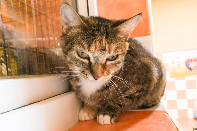 multimedia-foto53735-997-1