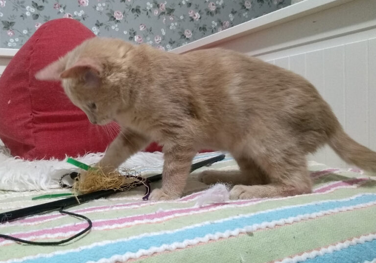 multimedia-foto53747-631-1