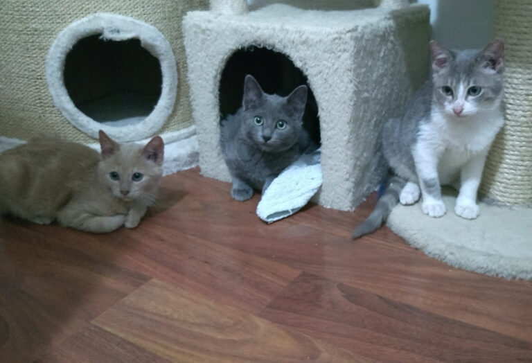 multimedia-foto53750-632-1