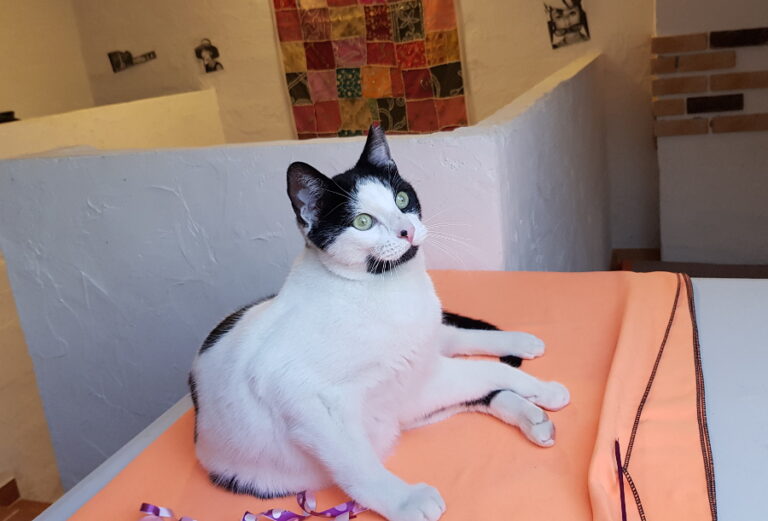 multimedia-foto53767-117-1