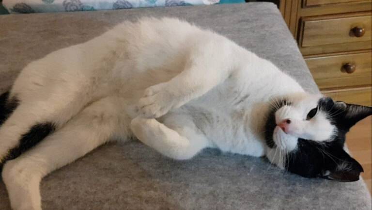 multimedia-foto53772-118-1