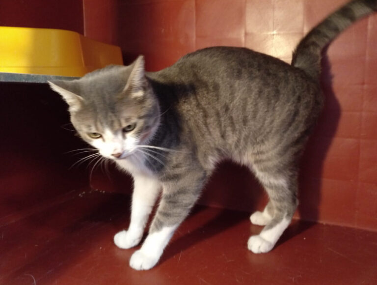 multimedia-foto53804-676-1