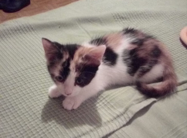 multimedia-foto53812-905-1