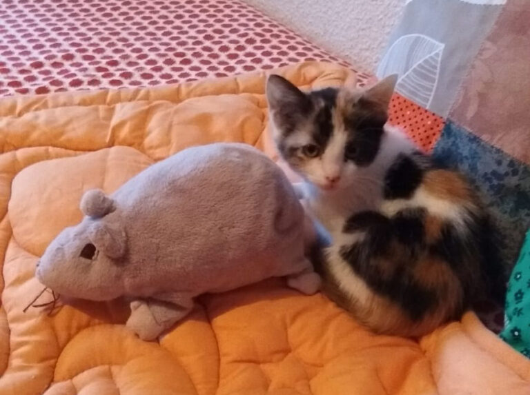 multimedia-foto53813-98-1