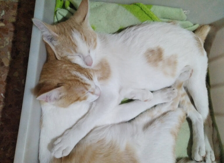 multimedia-foto53823-631-1