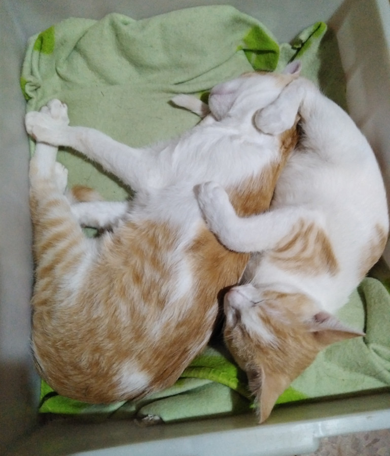 multimedia-foto53829-227-1