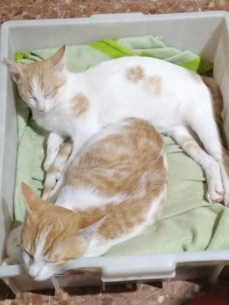 multimedia-foto53830-227-1