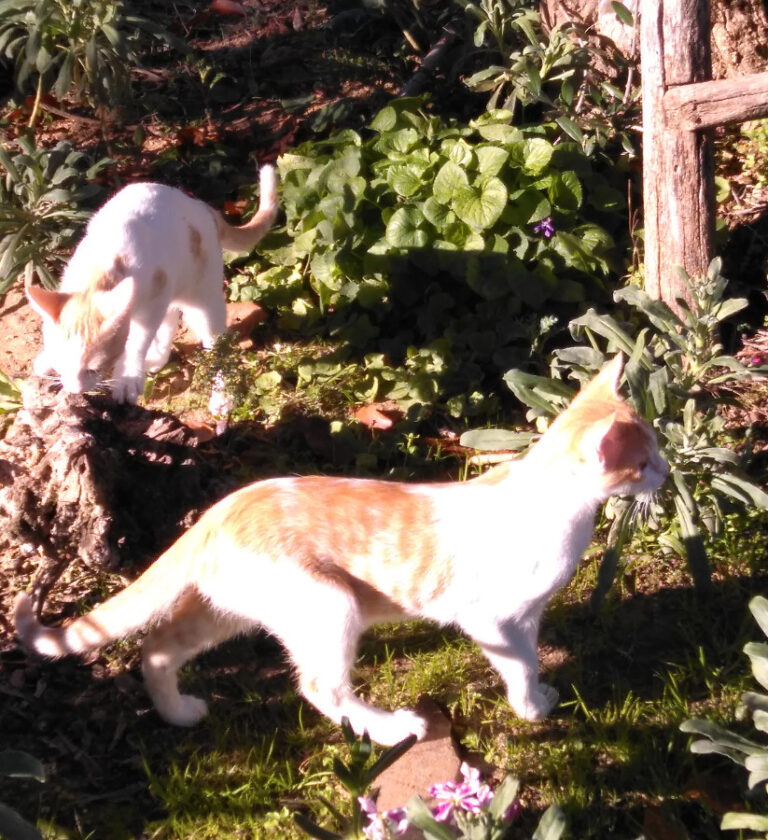 multimedia-foto53831-227-1