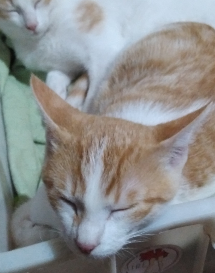 multimedia-foto53833-228-1