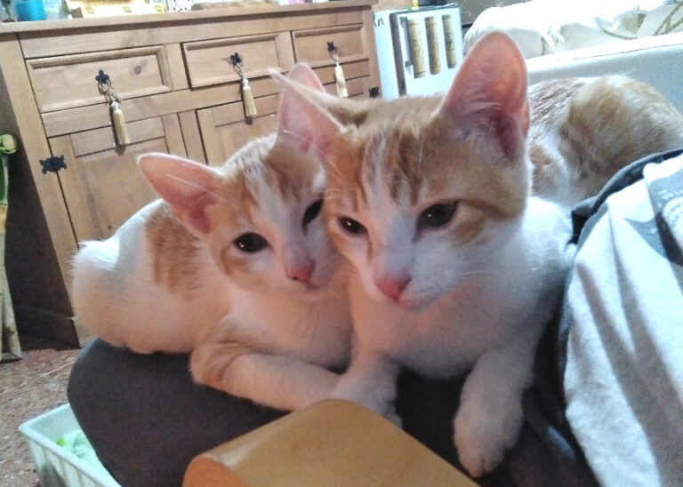 multimedia-foto53834-545-1