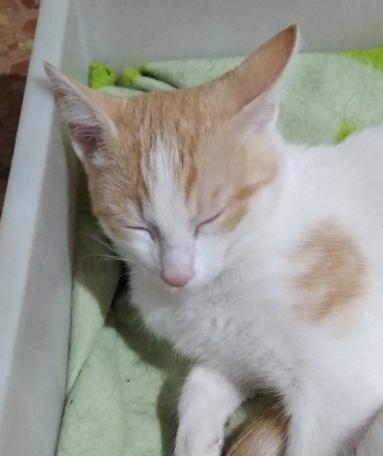 multimedia-foto53837-546-1