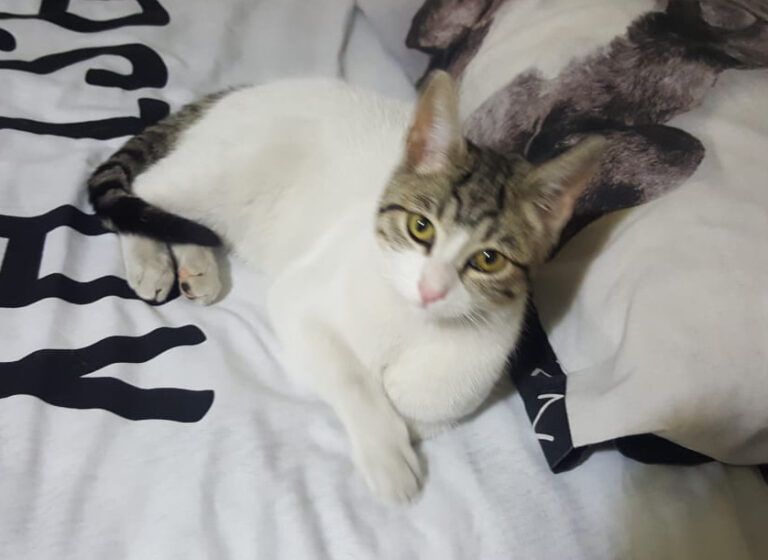 multimedia-foto53849-246-1