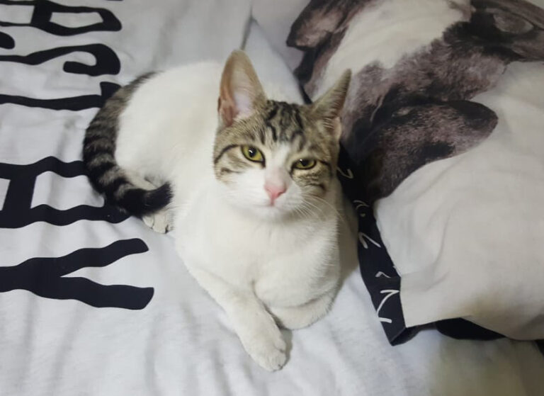 multimedia-foto53850-246-1