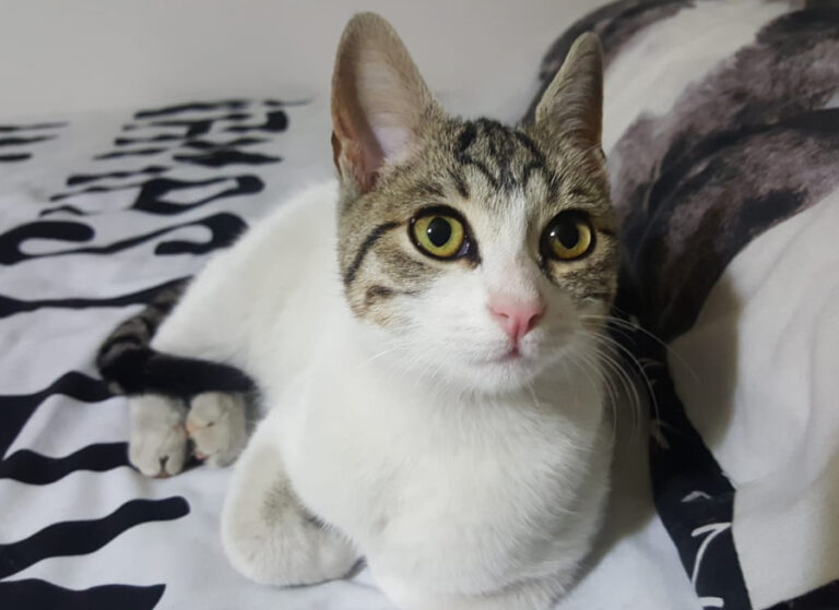 multimedia-foto53851-247-1