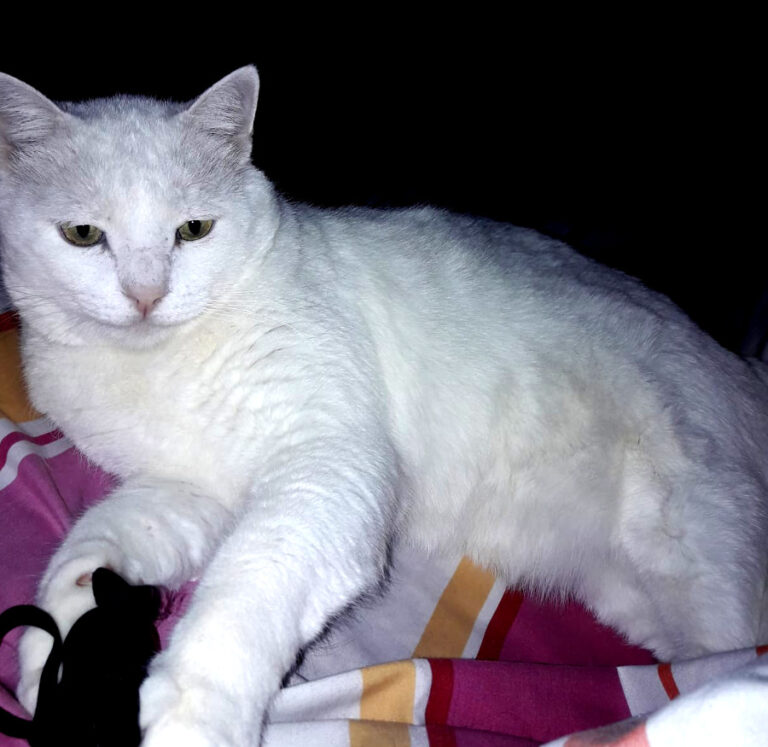 multimedia-foto53852-522-1