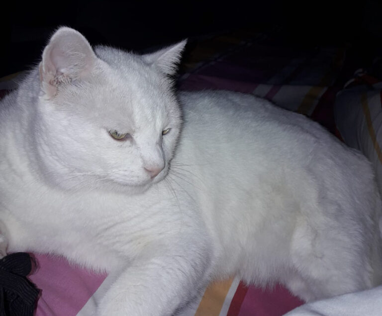 multimedia-foto53853-522-1