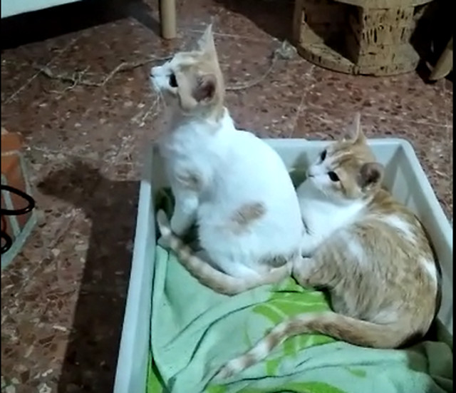 multimedia-foto53859-699-1