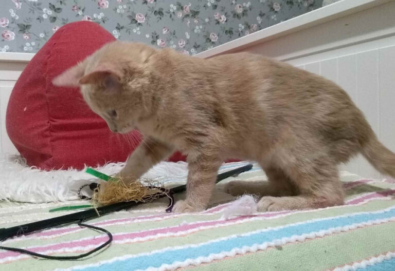 multimedia-foto53944-864-1