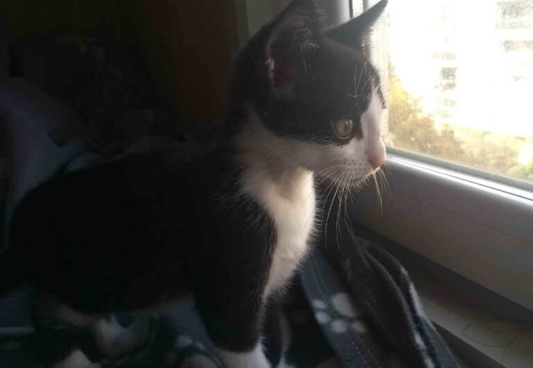 multimedia-foto53952-31-1