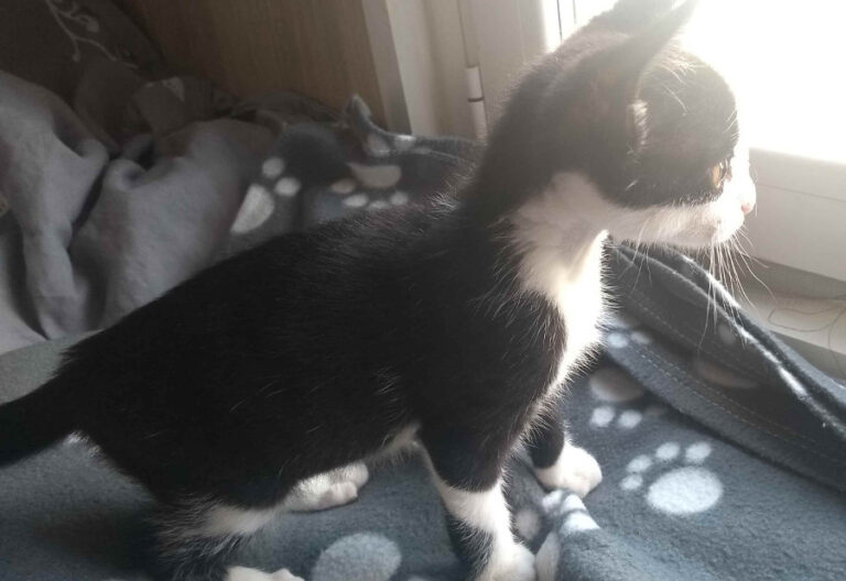 multimedia-foto53955-31-1