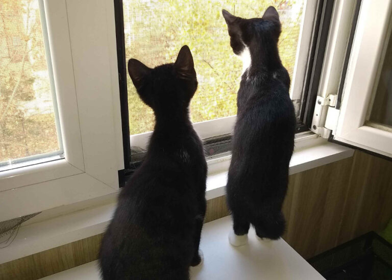 multimedia-foto53961-62-1