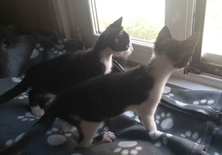 multimedia-foto53962-62-1