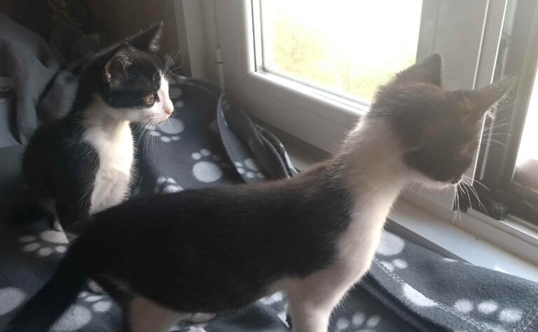 multimedia-foto53963-62-1