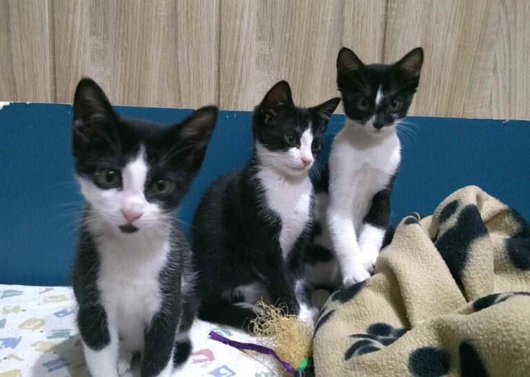 multimedia-foto53964-104-1