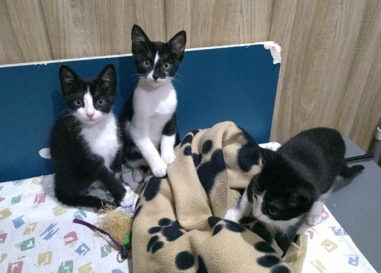 multimedia-foto53965-105-1