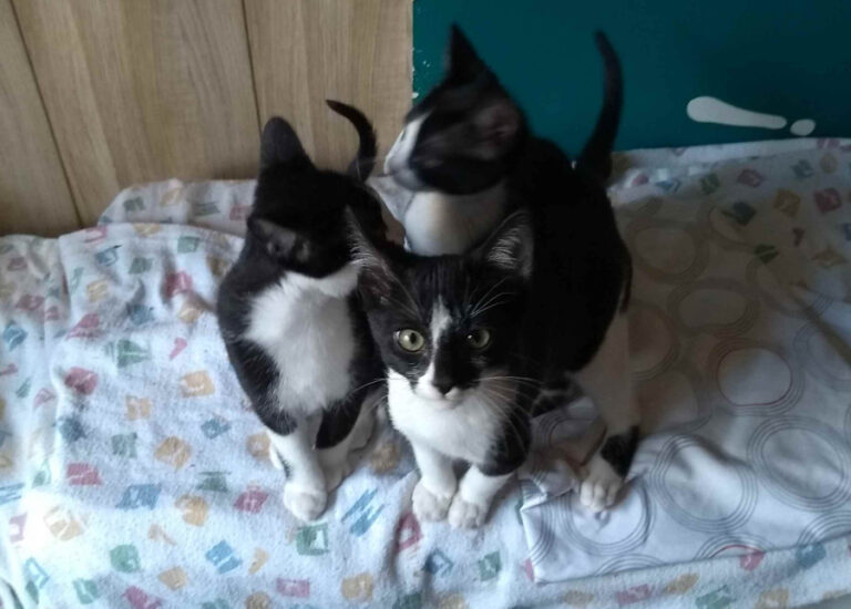 multimedia-foto53966-105-1