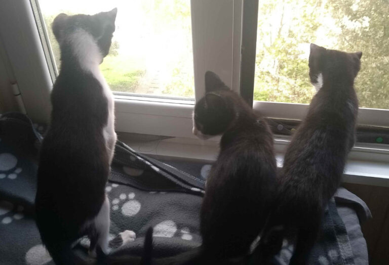 multimedia-foto53967-105-1