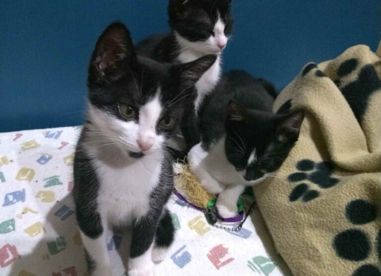 multimedia-foto53968-105-1