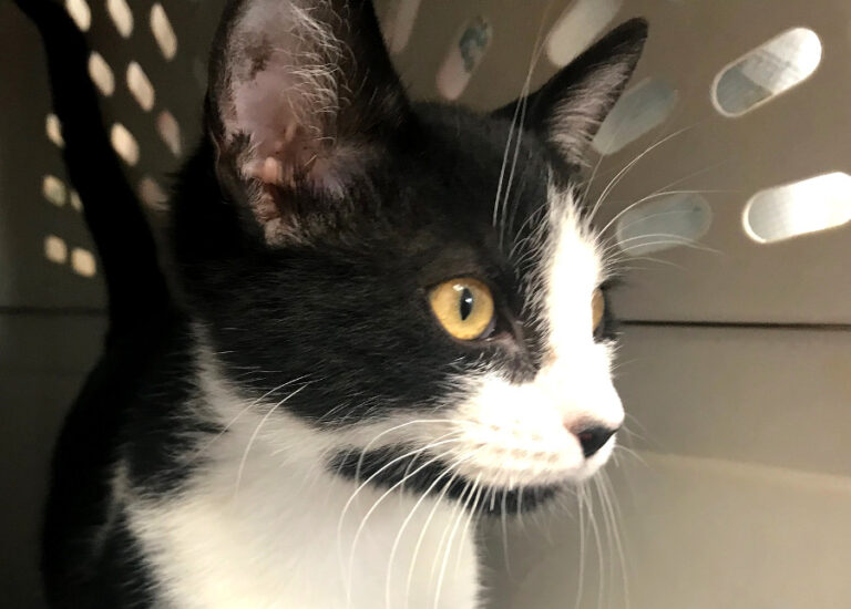 multimedia-foto54030-480-1