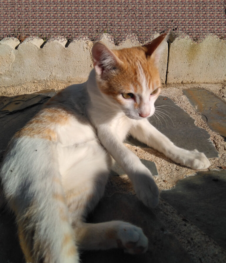 multimedia-foto54040-746-1