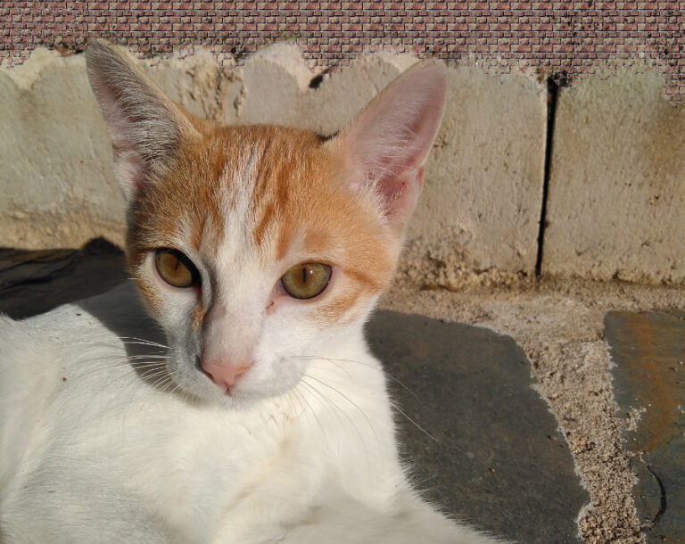 multimedia-foto54041-746-1